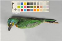 藏品(五色鳥)的圖片